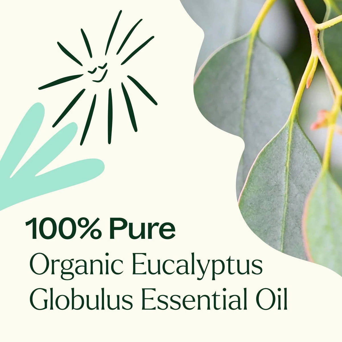 Organic Eucalyptus Globulus Essential Oil 10 mL